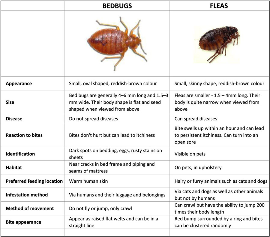 comment se débarrasser rapidement des puces dans votre maison