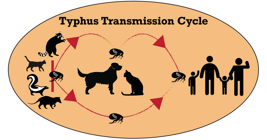 how long does it take to get rid of fleas