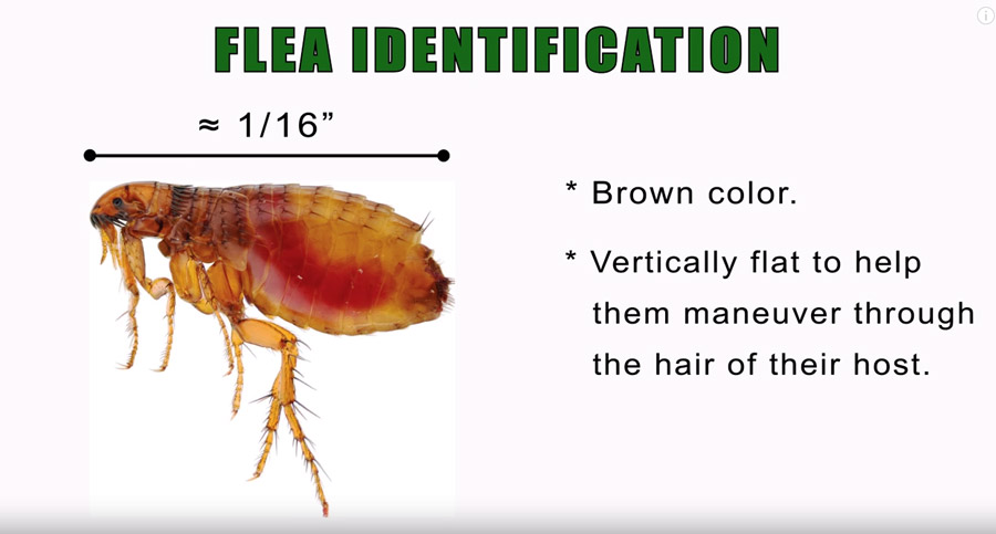 Identificación de pulgas