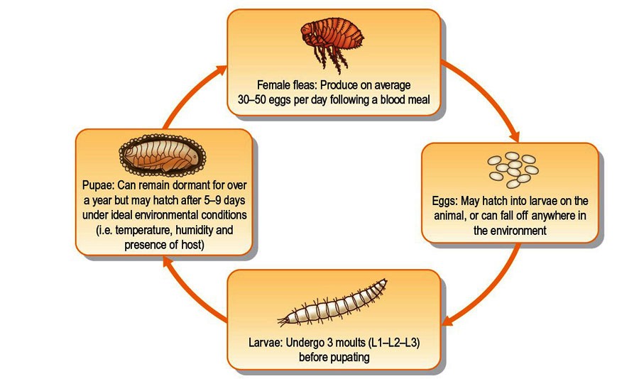 how to treat house for fleas