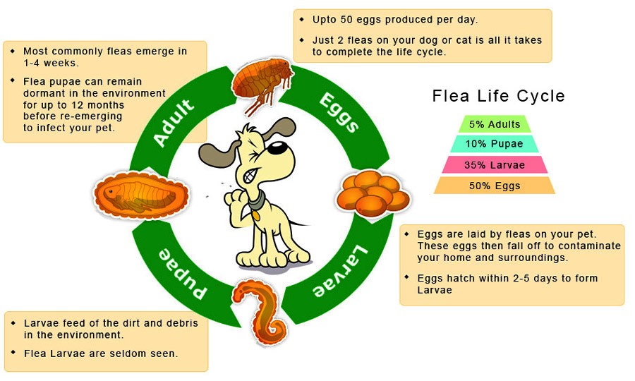 how to get rid of flea eggs