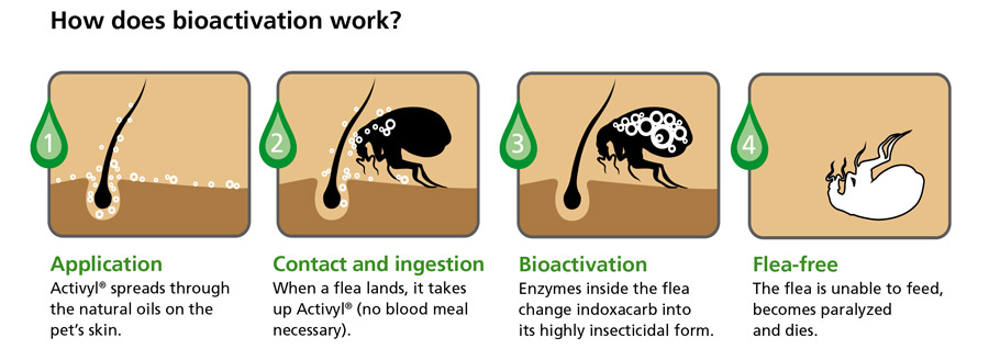 what kills fleas on contact