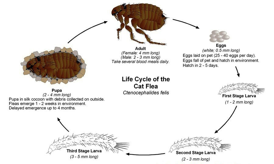 Ciclo di vita della pulce del gatto