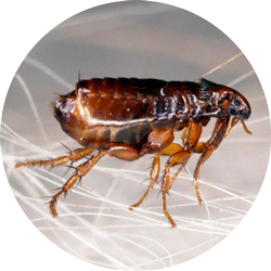 Lesen Sie mehr über den Artikel Facts About Fleas That You Need To Know