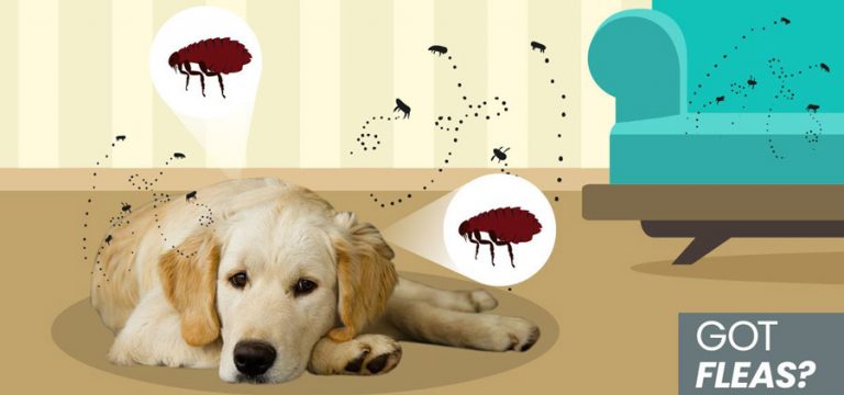 Effective Ways To Combat Fleas in The House - Best Pest Control Products