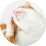 ¿Cuál es el mejor tratamiento antipulgas para gatos?