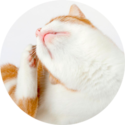 Lesen Sie mehr über den Artikel What Is The Best Flea Treatment For Cats?