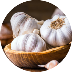 Garlic Against Fleas