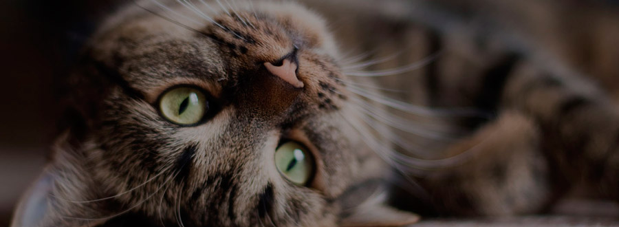 Un chat en bonne santé