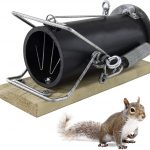La migliore trappola per scoiattoli 2022