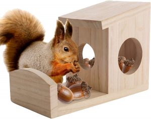 Read more about the article Best Squirrel Feeder 2022