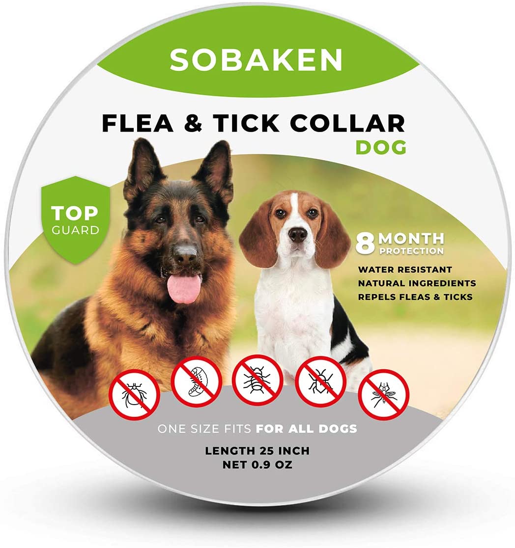 Lire la suite de l'article Best Flea Collar for Dogs 2022