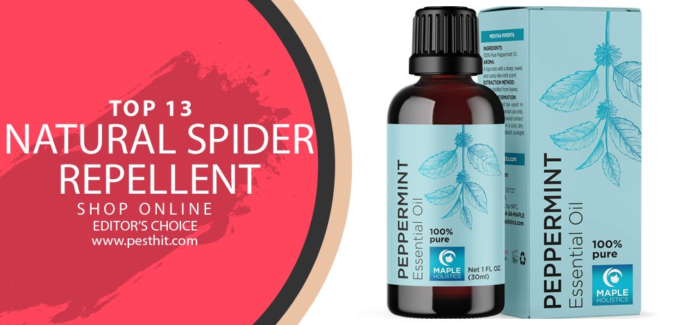 Top 13 Natural Spider Repellent