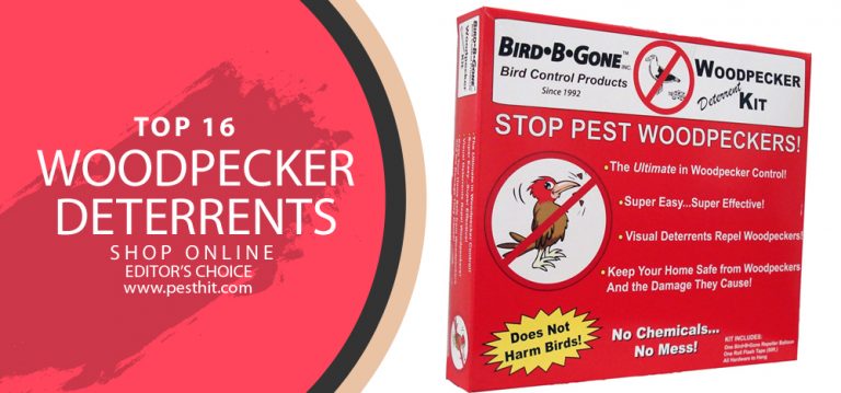 Best Woodpecker Deterrents | Top 16 Woodpecker Deterrents