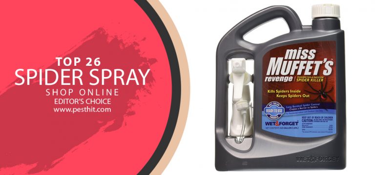 best spider killer and prevention
