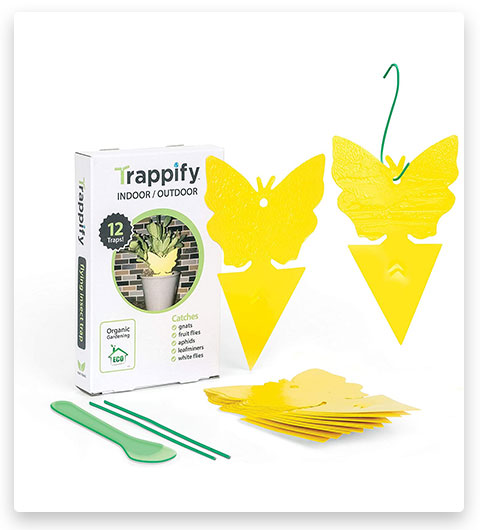 Trappify Sticky Fruit Fly and Gnat Trap