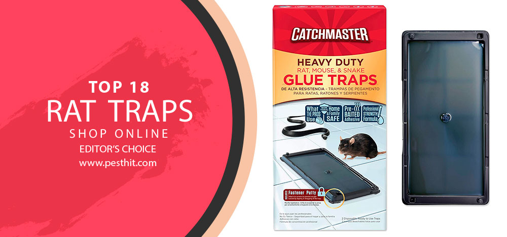 Best Rat Traps