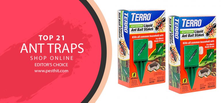 Best Ant Trap 2023 | TOP 21 Ant Traps