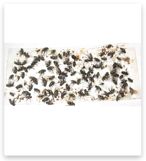 Paquete de 70 trampas adhesivas para insectos Tred-Not