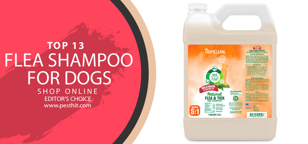 Top 13 Flohshampoo für Hunde